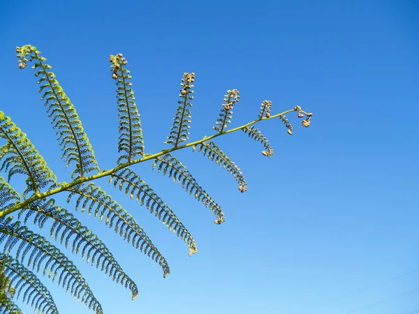 Listy Nového Zélandu Strom Kapradí Proti Modré Obloze — Stock fotografie