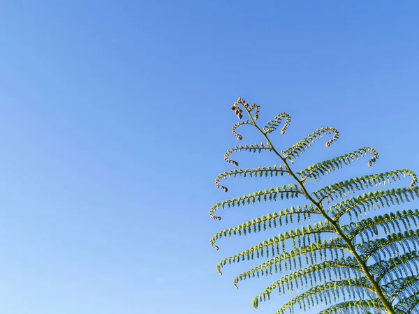 Listy Nového Zélandu Strom Kapradí Proti Modré Obloze — Stock fotografie
