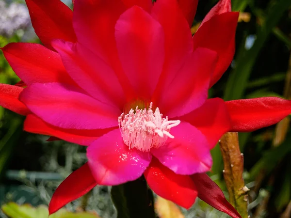 Epiphyllum Rojo Brillante Flor Rosa Primer Plano — Foto de Stock