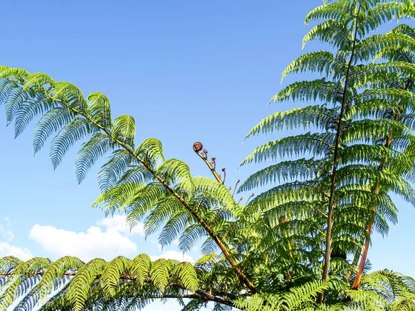 Κορώνα Και Φύλλα Του Δέντρου Της Νέας Ζηλανδίας Φτέρη Κατά — Φωτογραφία Αρχείου