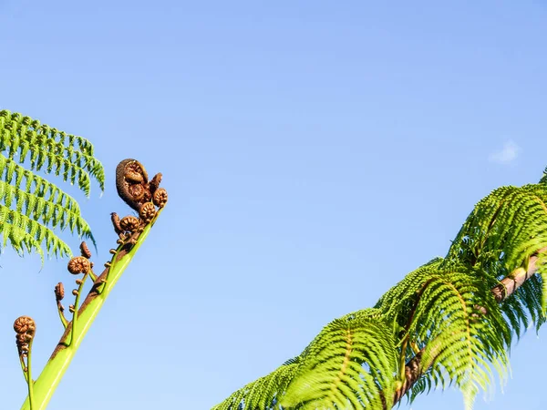 Coroa Frondes Nova Zelândia Samambaia Árvore Contra Céu Azul — Fotografia de Stock