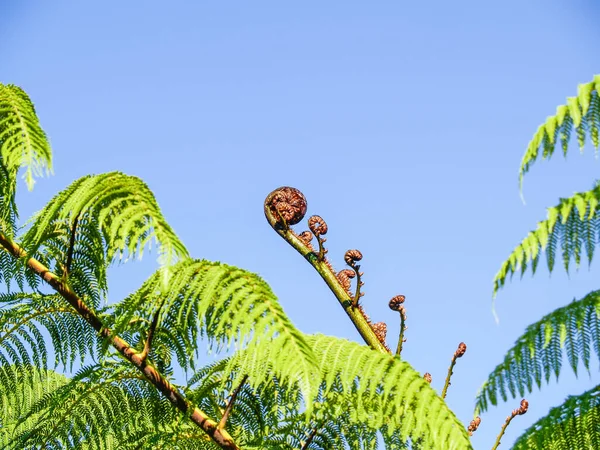 Coroa Frondes Nova Zelândia Samambaia Árvore Contra Céu Azul — Fotografia de Stock