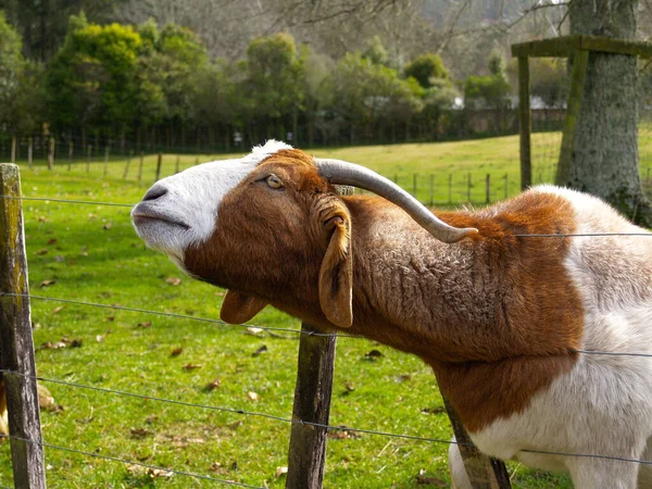 棕色和白色山羊 头穿过田野的栅栏 — 图库照片
