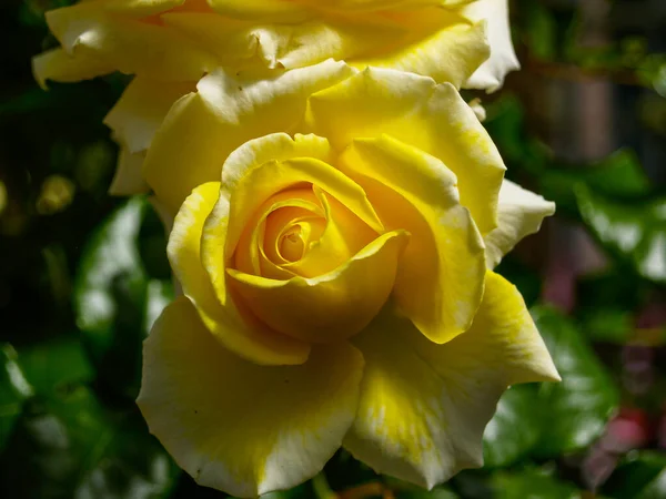 Bright Yellow Rose Closeup — Stock Photo, Image