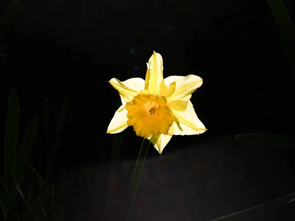 Bright Yellow Daffodil Flower Catching Sunlight Isolated Black — Stock Photo, Image