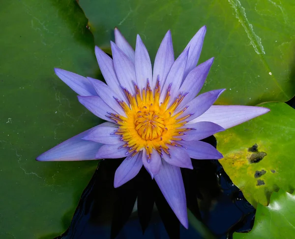 Blue Egyptian water lily in full bloom closeup.