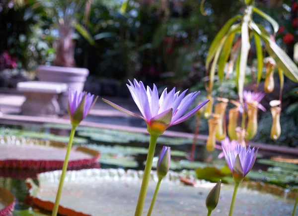 Blue Egyptian water lily in full bloom in pond.