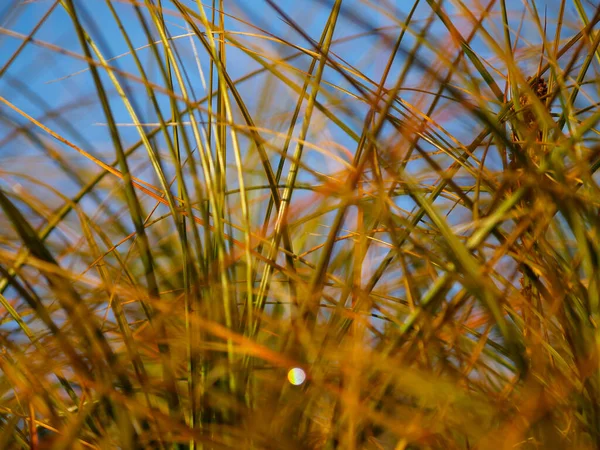 海滩草以绿色长叶的花纹紧密相连 失去焦距和防波堤效果 — 图库照片