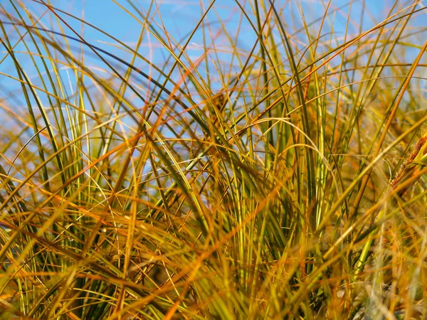 Beach Grass Close Pattern Green Long Leaves Focus Bokeh Effect — Stock Photo, Image