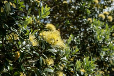 Ağaçtaki sarı pohutukawa çiçeği.