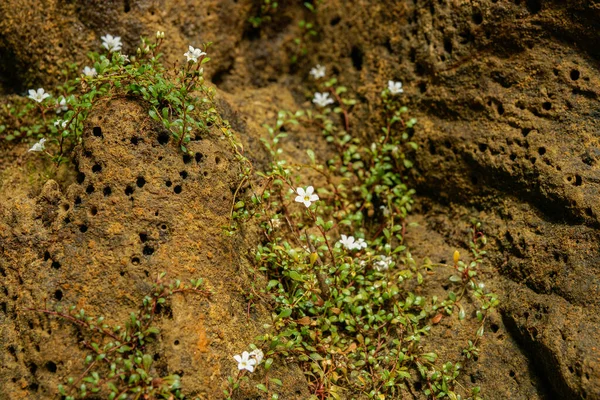 Pequeña Flor Blanca Planta Rastrera Creciendo Orilla Por Playa —  Fotos de Stock