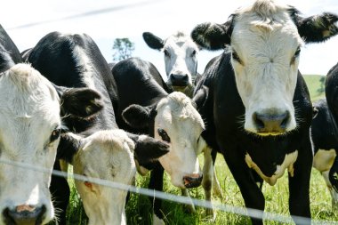 Siyah ve beyaz sığırlar Yeni Zelanda 'daki çiftlik çitlerinde merakla hareket ediyorlar.