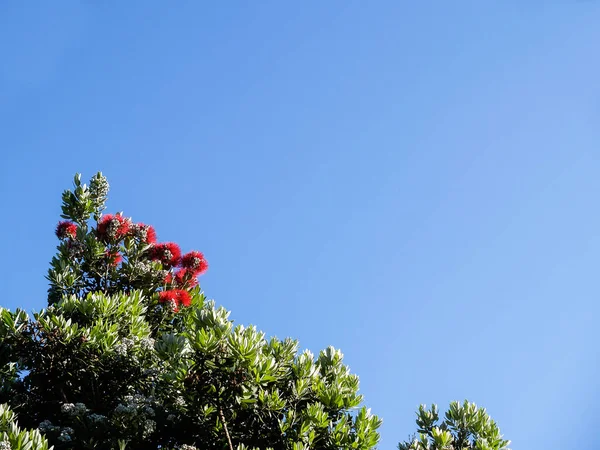 Яскраво Червоне Дерево Путукава Розквітній Вертикальній Композиції — стокове фото