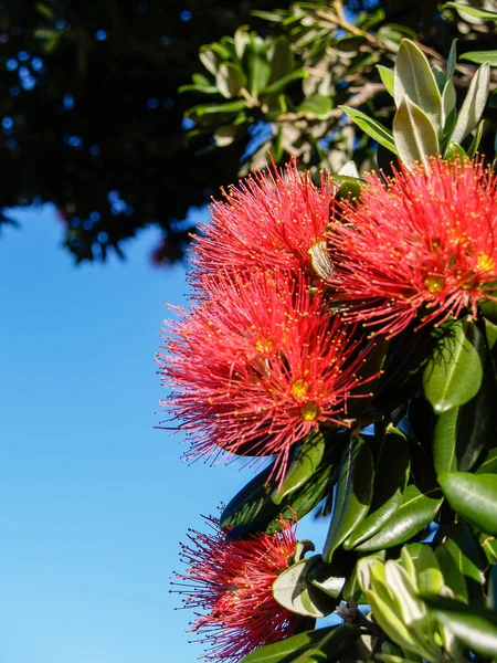 Árvore Pohutukawa Vermelho Brilhante Flor Close Composição Vertical — Fotografia de Stock