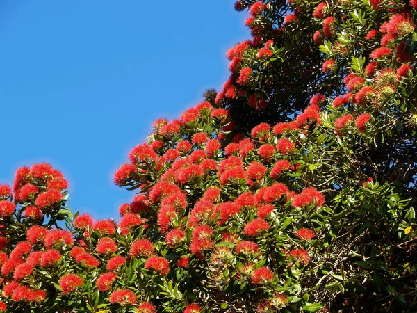 하늘을 배경으로 뉴질랜드의 크리스마스 트리인 푸아투 나무의 — 스톡 사진