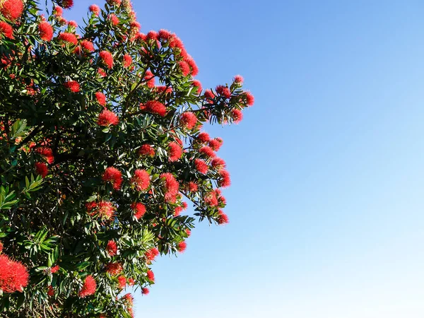 하늘을 배경으로 뉴질랜드의 크리스마스 트리인 푸아투 나무의 — 스톡 사진