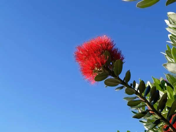 Bright Red Bloom Pohutukawa Tree New Zealand Christmas Tree Blue — Stock Photo, Image