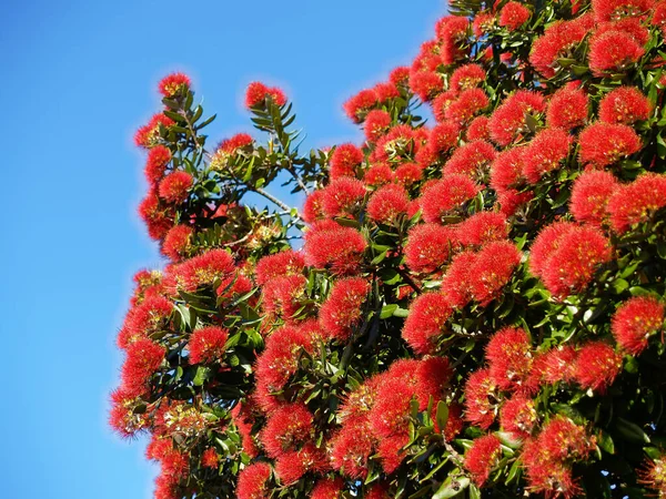 Élénk Vörös Virág Pohutukawa Zéland Karácsonyfa Ellen Kék — Stock Fotó