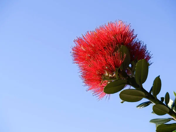 Élénk Vörös Virág Pohutukawa Zéland Karácsonyfa Ellen Kék — Stock Fotó
