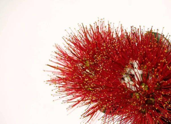 Flor Roja Brillante Del Árbol Pohutukawa Árbol Navidad Nueva Zelanda —  Fotos de Stock