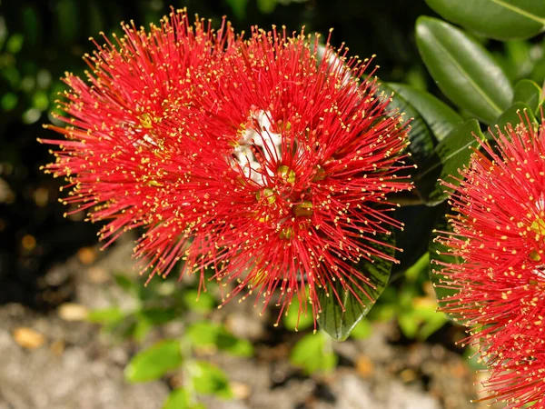Élénk Vörös Virág Pohutukawa Zéland Karácsonyfa — Stock Fotó
