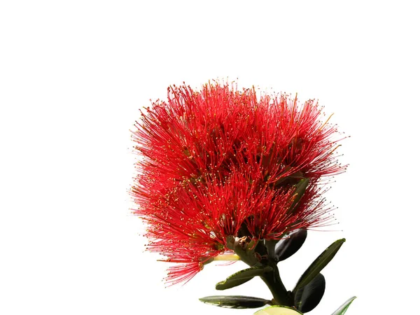 Élénk Vörös Virág Pohutukawa Zéland Karácsonyfa Elszigetelt Fehér — Stock Fotó
