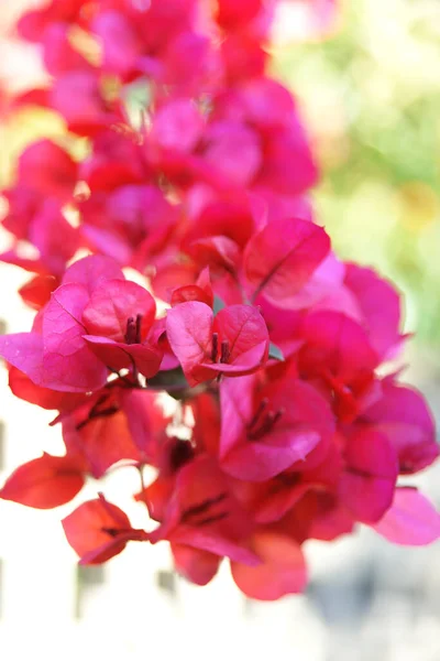 Boulgainvillea Sarmaşığının Parlak Kırmızı Çiçeği Sarmaşıktan Sarkıyor — Stok fotoğraf