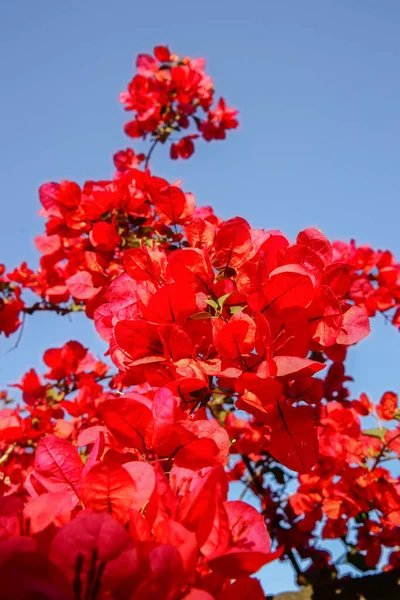 Mavi Gökyüzüne Karşı Begonvil Sarmaşığının Parlak Kırmızı Çiçeği — Stok fotoğraf