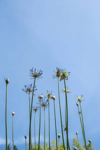 Låg Synvinkel Agapanthus Blomma Mot Blå Himmel — Stockfoto