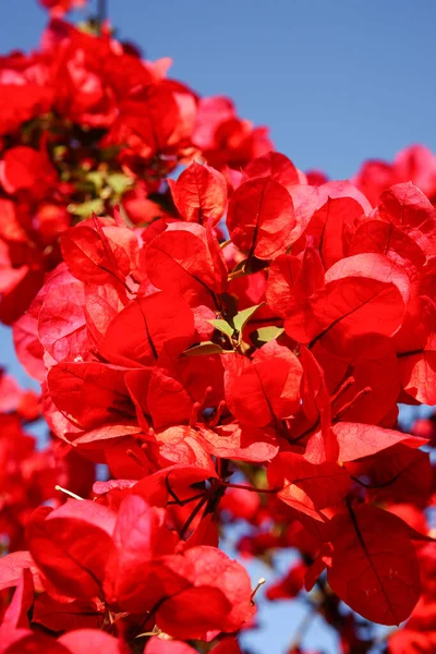Flor Vermelha Brilhante Videira Bougainvillea Contra Céu Azul — Fotografia de Stock