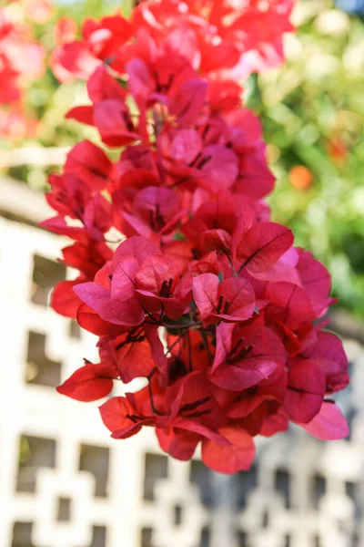 Boulgainvillea Sarmaşığının Parlak Kırmızı Çiçeği Sarmaşıktan Sarkıyor — Stok fotoğraf