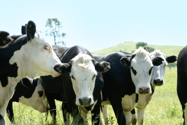 Černobílý Skot Jednající Inkvizitivně Farmě Plot Novém Zélandu — Stock fotografie