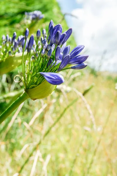 Agapanthus Blå Blomma Ppnande Knopp — Stockfoto