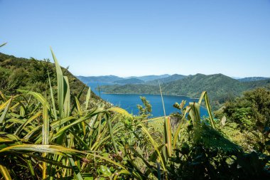 Çalıların ve bitkilerin üzerinden Marlborough Sesleri 'ndeki Kraliçe Charlotte Sound' a bakın.