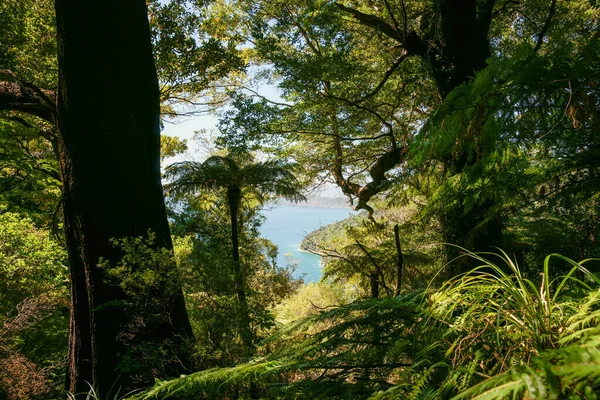 Uitzicht Door Schaduw Bos Naar Turquoise Baai Queen Charlotte Sound — Stockfoto