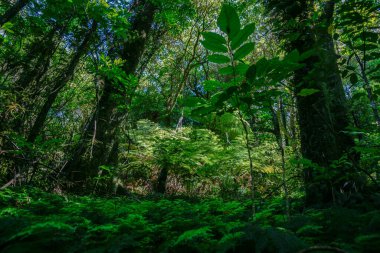Karanlık ve aydınlık gölgeli Yeni Zelanda yağmur ormanları güneş ışığı eğreltiotu yakalıyor..