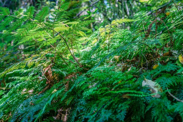 Yeni Zelanda Yağmur Ormanlarında Orman Zeminini Kaplayan Eğreltiotu — Stok fotoğraf