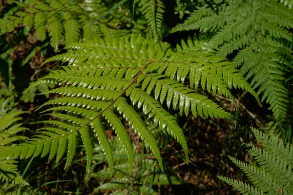Gros Plan Vert Brillant Fougère Fronde Dans Forêt Néo Zélandaise — Photo