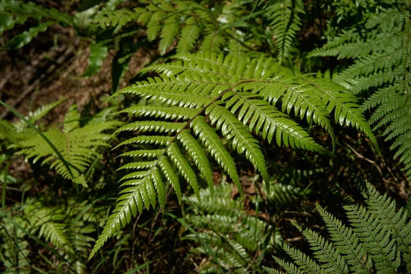 Closeup Shiny Green Fern Frond New Zealand Forest — Stock Photo, Image