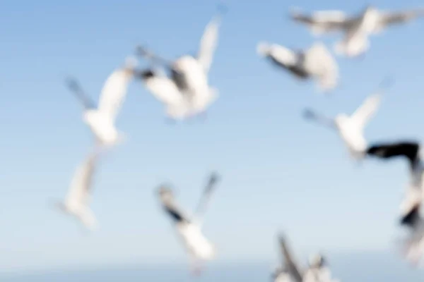 Suddiga Fåglar Flykt Bakgrund Bild Måsar Mot Blå Himmel — Stockfoto