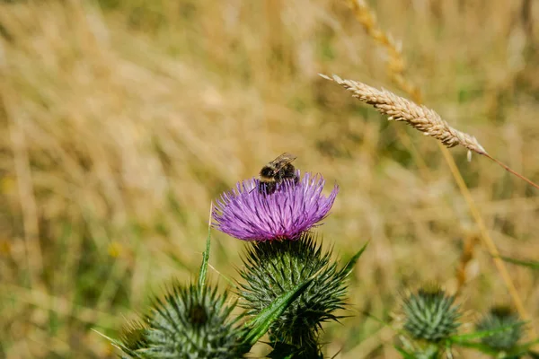 Bumble Bee Bestuiving Een Heldere Paarse Schotse Distel — Stockfoto