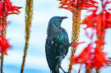 Tui kırmızı Aloe çiçeği nektarıyla besleniyor..