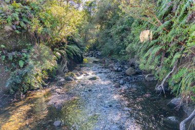 Arka plan Yeni Zelanda çalılığı ve taşlı akarsu görüntüsü, Horopita 'daki eski Koç Bisiklet Patikası' nda, yosun ve kayalarda yetişen doğal ağaçlar ve eğreltiotları ile kaplıdır..