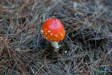 Güney Adası 'nda orman zeminindeki çam iğneleri arasında parlak turuncu ve beyaz sineksi mantar..