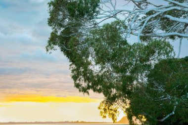 Büyük okaliptüs ağacının yapraklı dallarıyla gün doğumunda Tauranga Limanı 'nda alçak gelgit manzarası.