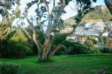 Yeni Zelanda, Tauranga 'daki Drury Dağı' nda Pohutukawa 'nın bükülmüş dalları tarafından çerçevelenmiş Maunganui Dağı ve kasaba manzarası.