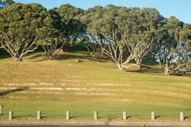 Drury Dağı 'nın yamacında, Maunganui Dağı, Tauranga' nın arkasında pohutukawa ağaçları yükseliyor..