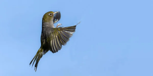 Backyard bird white-eye in flight against blue sky.\'