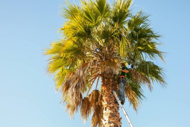 Tauranga New Zealand - June 17 2010; Ladder leaning against palm tree with aborist among fronds