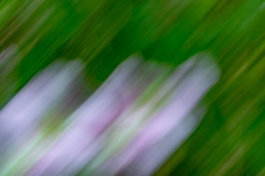 Abstract background motion blur flowers and foliage